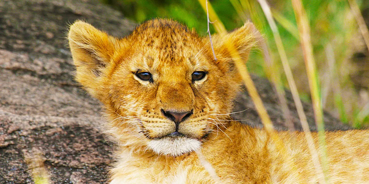 Lion Cub in Kenya