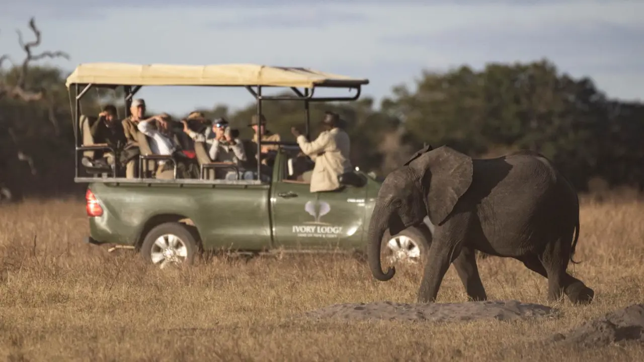 Game Drive, Hwange National Park, Zimbabwe