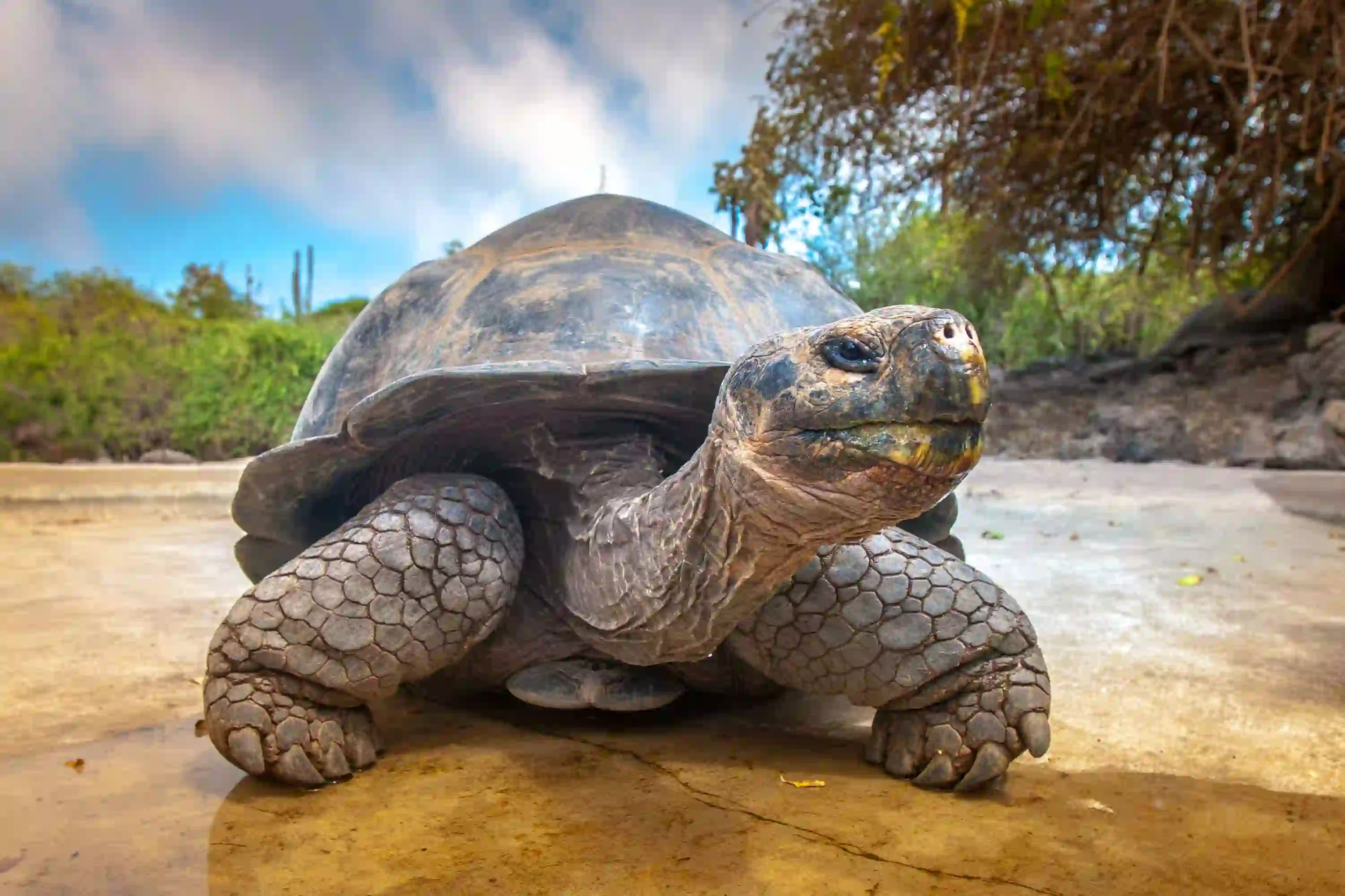 Galapagos Tortoise