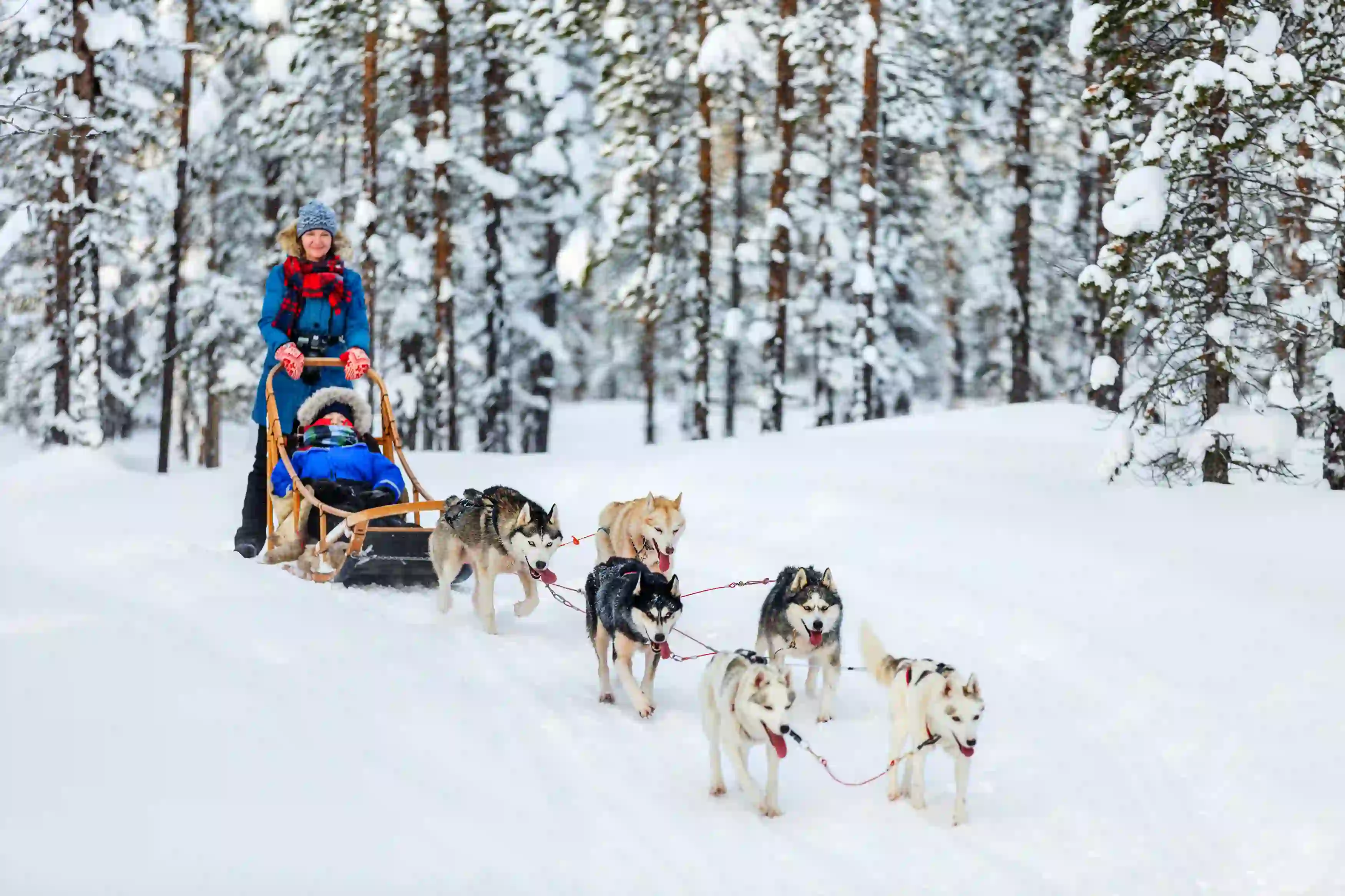 Group of huskies pulling an adult and child along on a sleigh in the snow