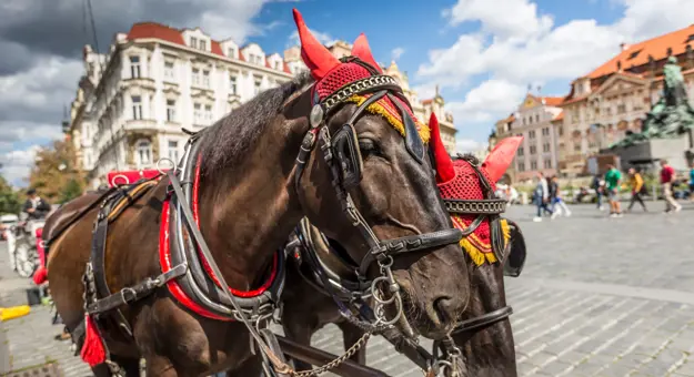 Horses, Prague