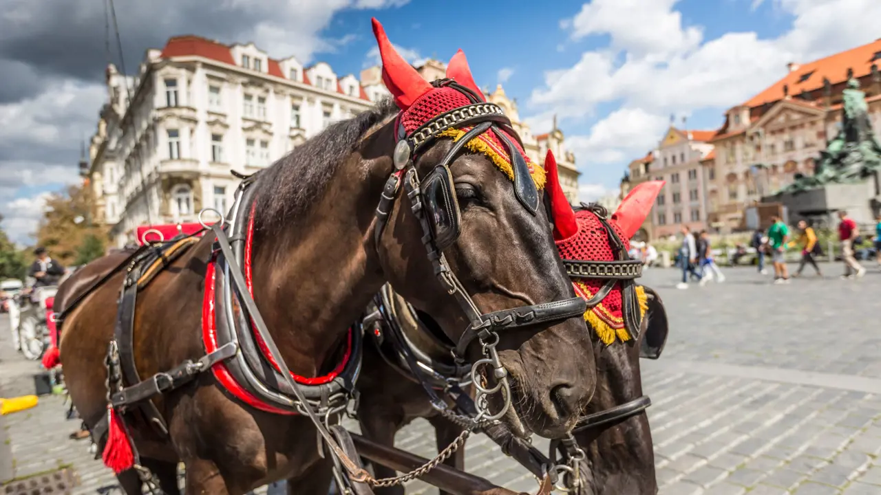 Horses, Prague