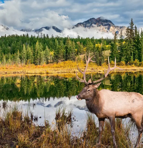 Moose in Jasper National Park