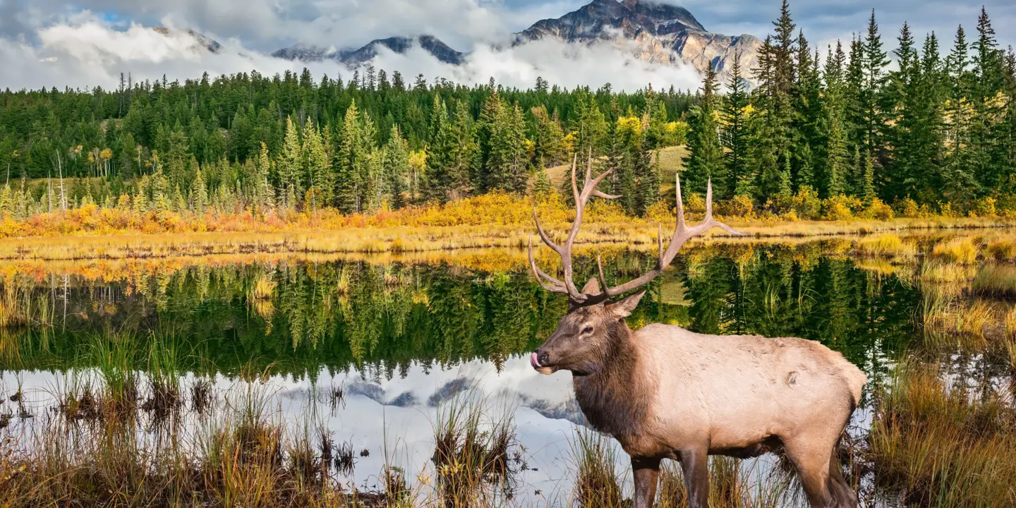 Moose in Jasper National Park