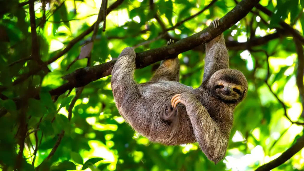 A Sloth In Costa Rica