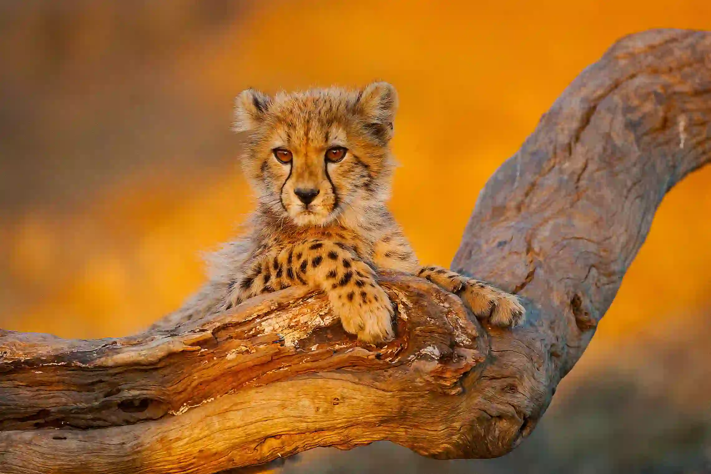 Sh 1760594006 Cheetah Cub Kruger National Park