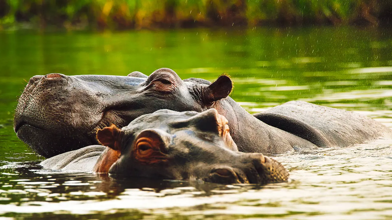 Hippos, Zambezi River, Zimbabwe