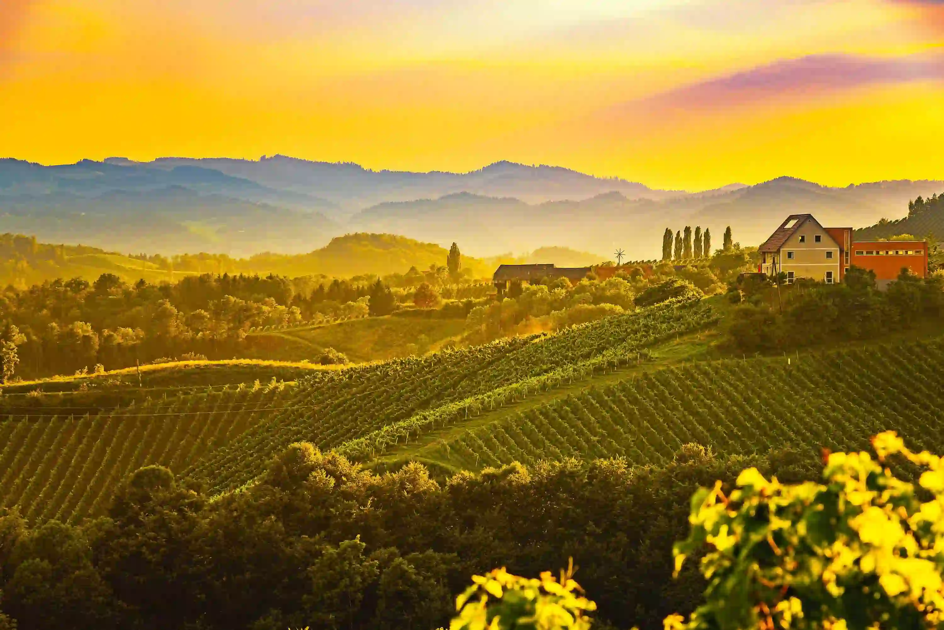 Tuscan Hills at sunset, with trees and farmland in the forefront