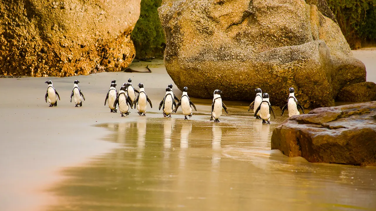 Penguins, Boulders Beach