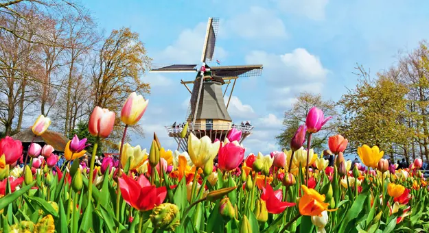 Tulips in Keukenhof Holland Netherlands