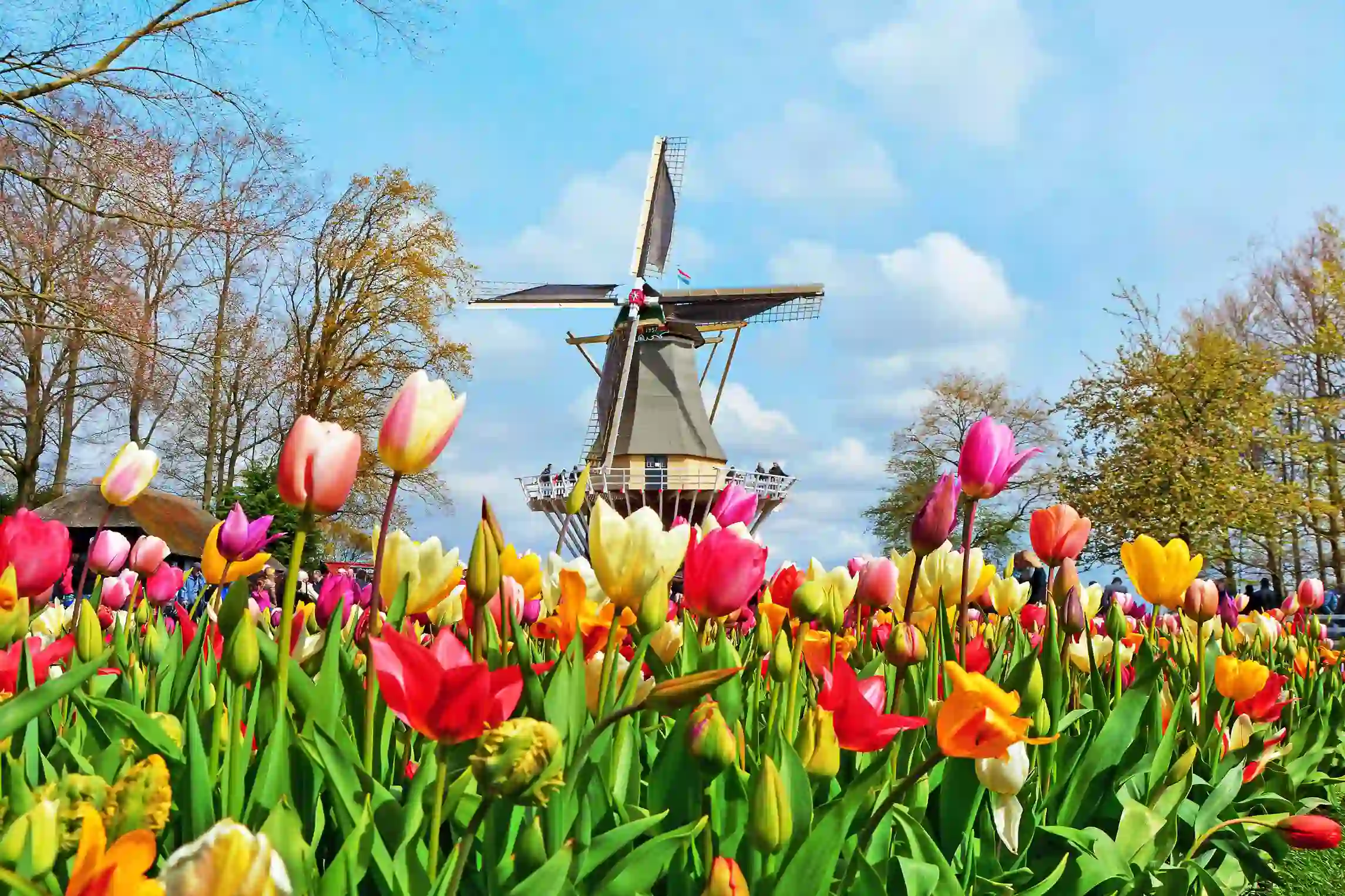 Tulips in Keukenhof Holland Netherlands