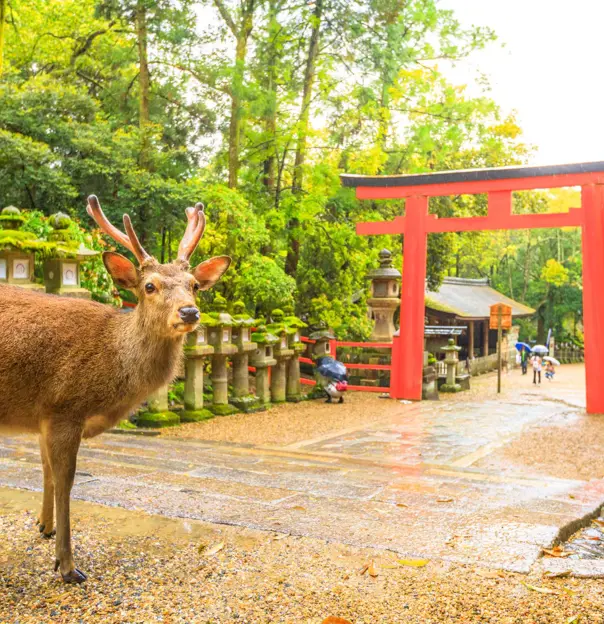 Deer At Nara, Japan