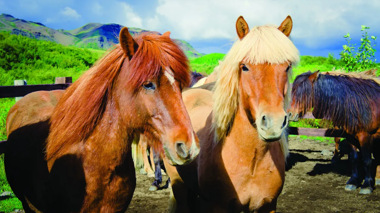 Two brown horses. One with a dark brown mane and one with a blonde mane. 