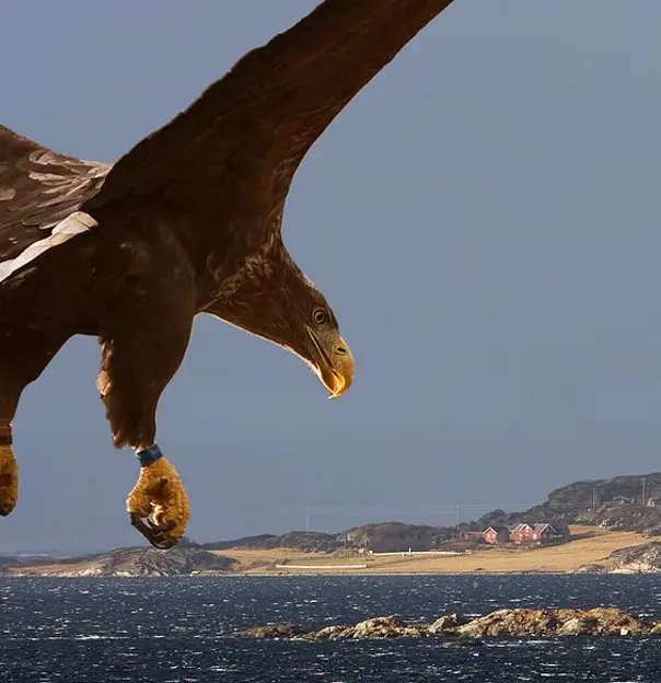 Sea Eagle