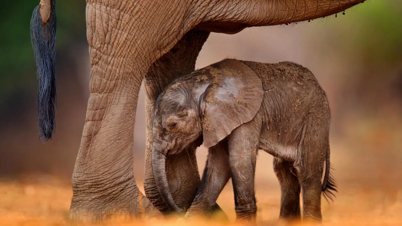 Sh 1952222893 African Elephant And Baby