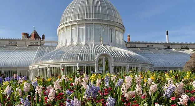 Shot of Belfast Botanic Garden, a glass building with a rounded centre and rectangular sides, and a display of pink and purple flowers in the forefront