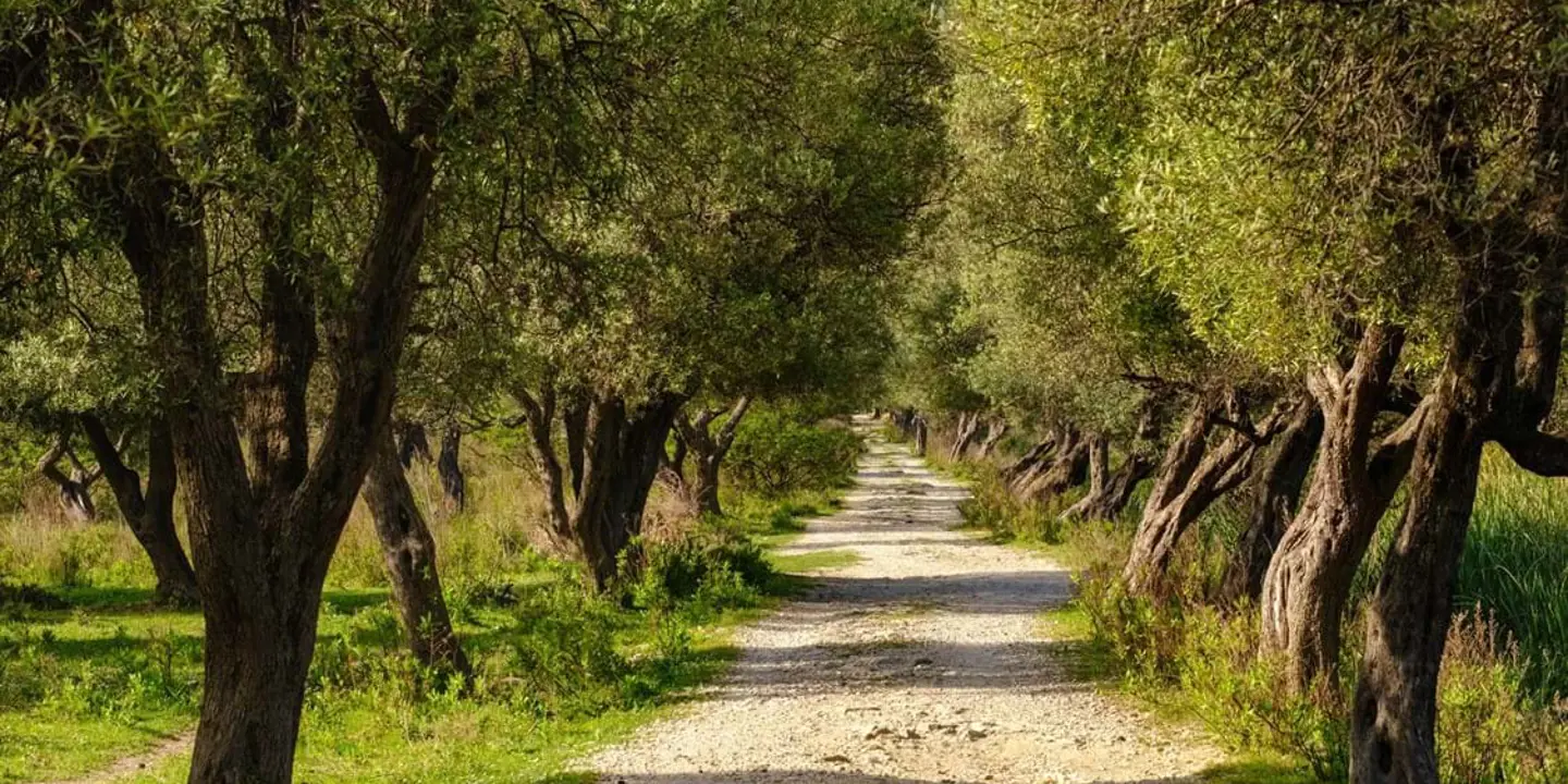 Pathway through an olive grove in Pompeii