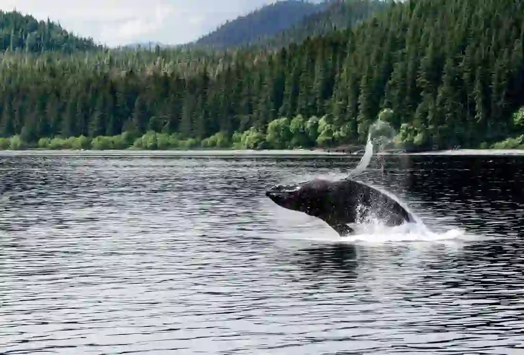 Gettyimages 562437743 A Juvenile Humpback Whale Canada