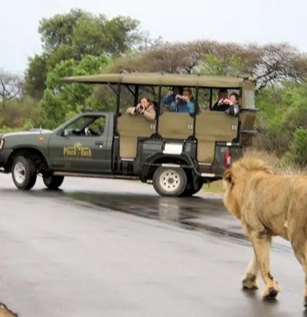 Kruger Park Safaris 1