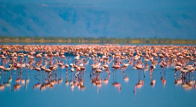  Flamingos, Tanzania