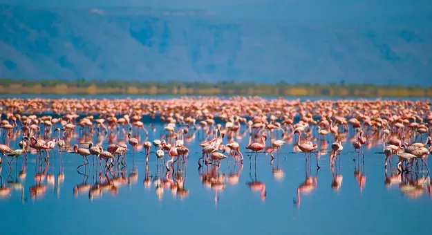 Flamingos, Lake Natron