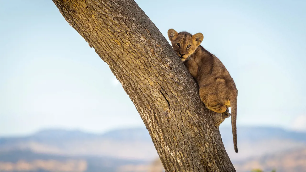 Lion Cub, Tanzania