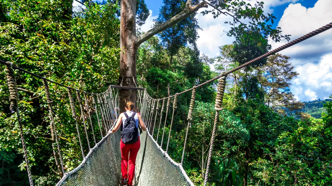 Kinabalu National Park, Borneo