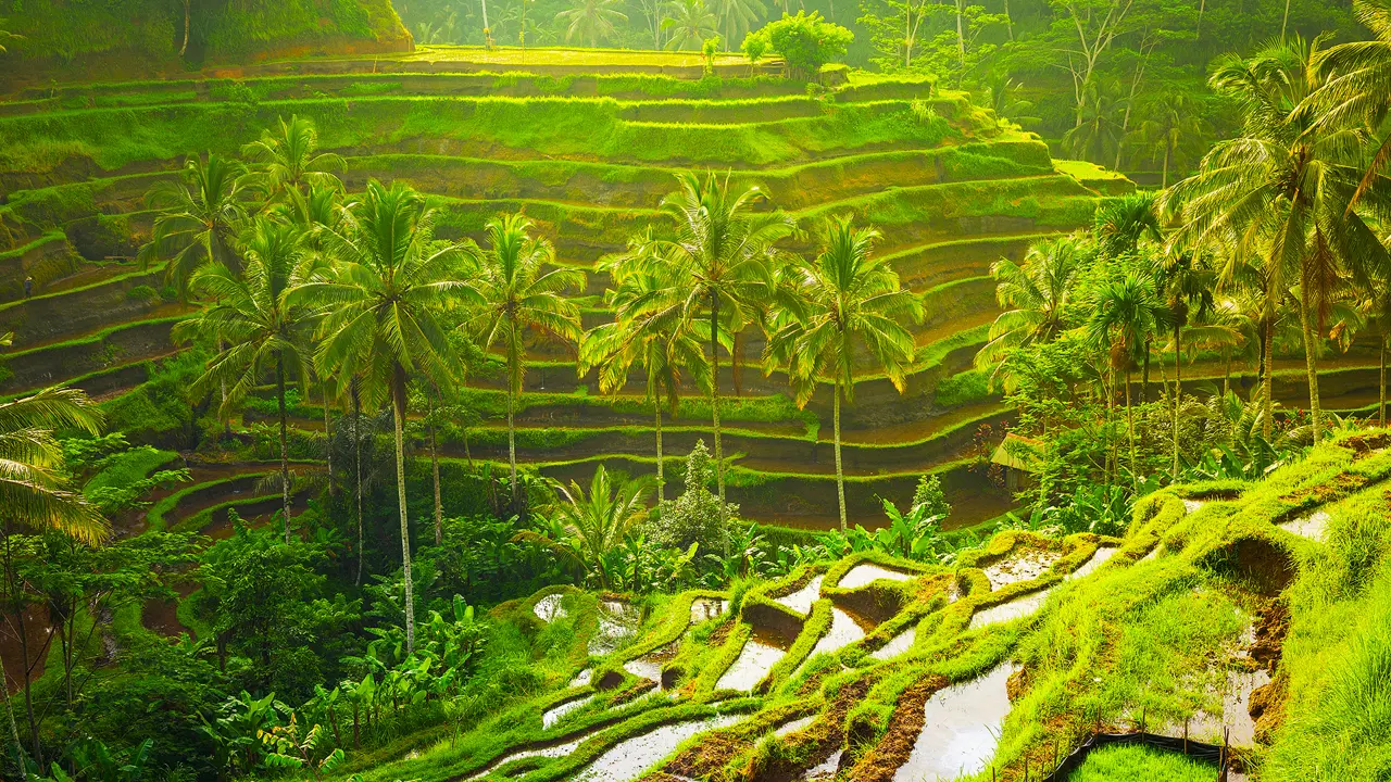 Rice Terraces, Bali