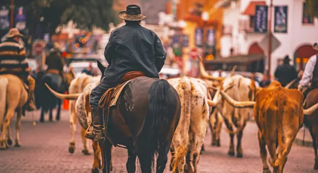 Stockyards Cattle Drive