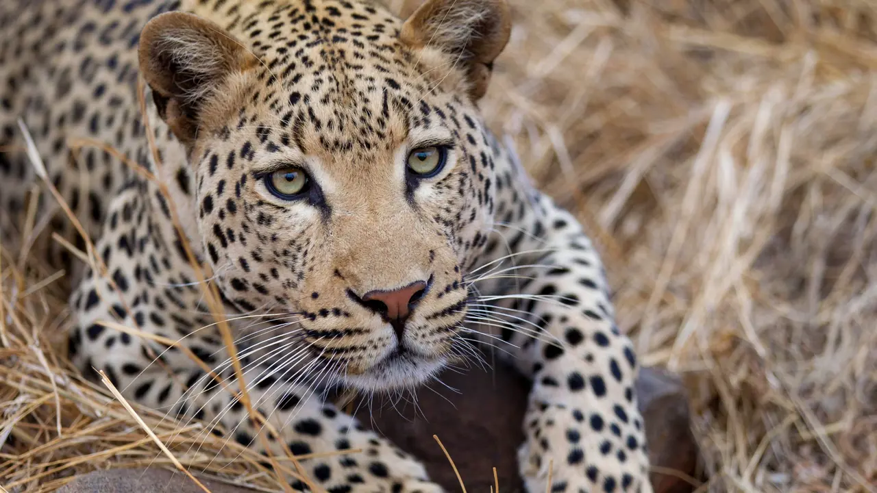 Leopard, South Africa