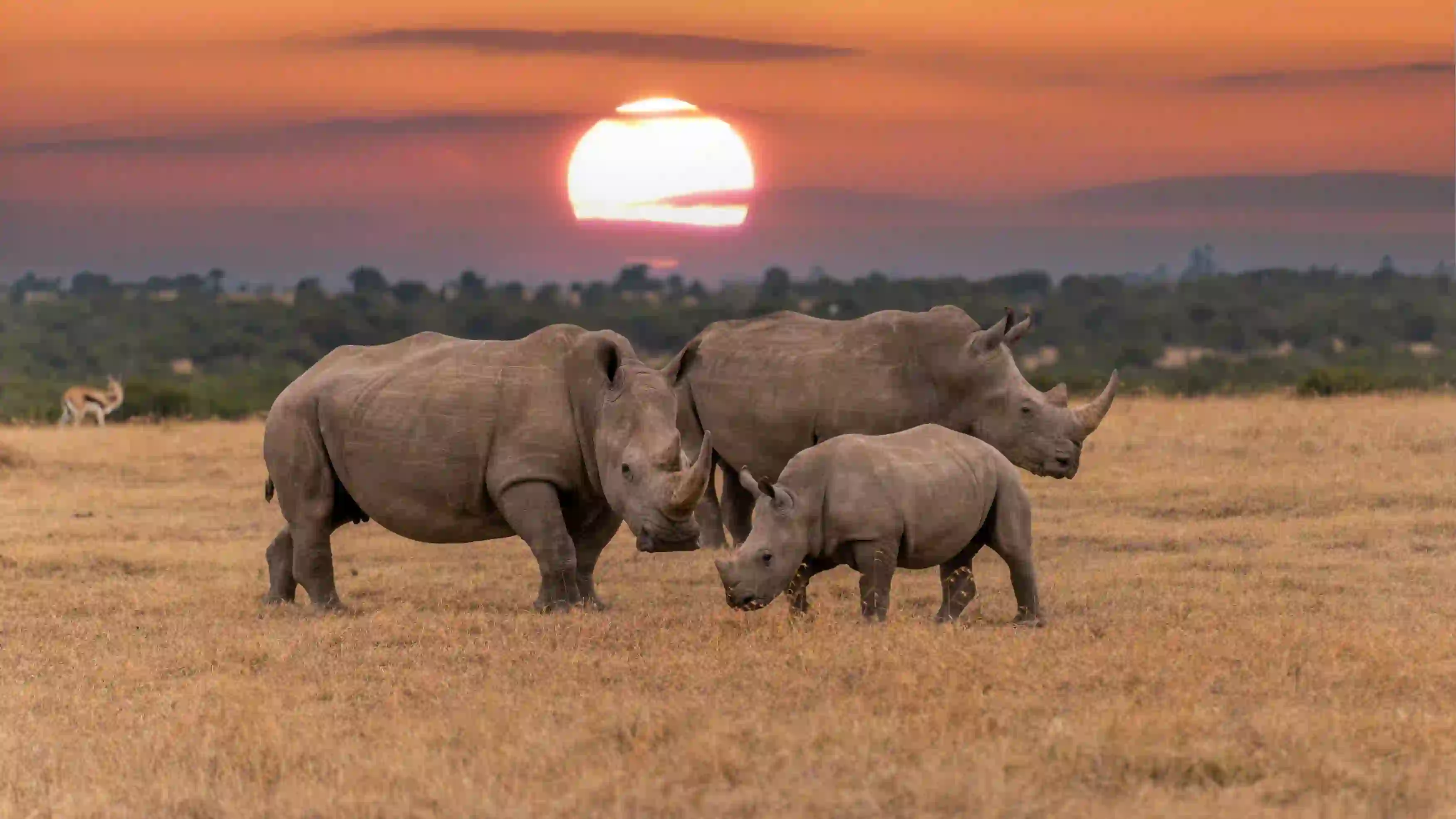 White Rhino With Sunset In Background Kenya