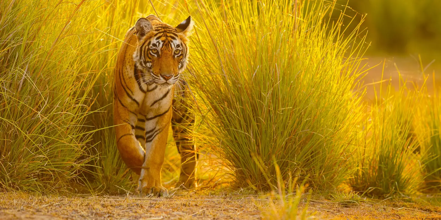 Tiger in Ranthambore National Park, India