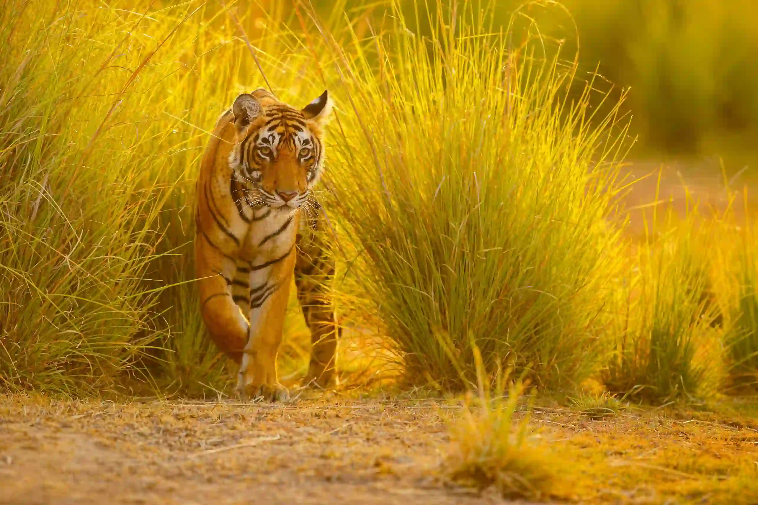 Tiger in Ranthambore National Park, India