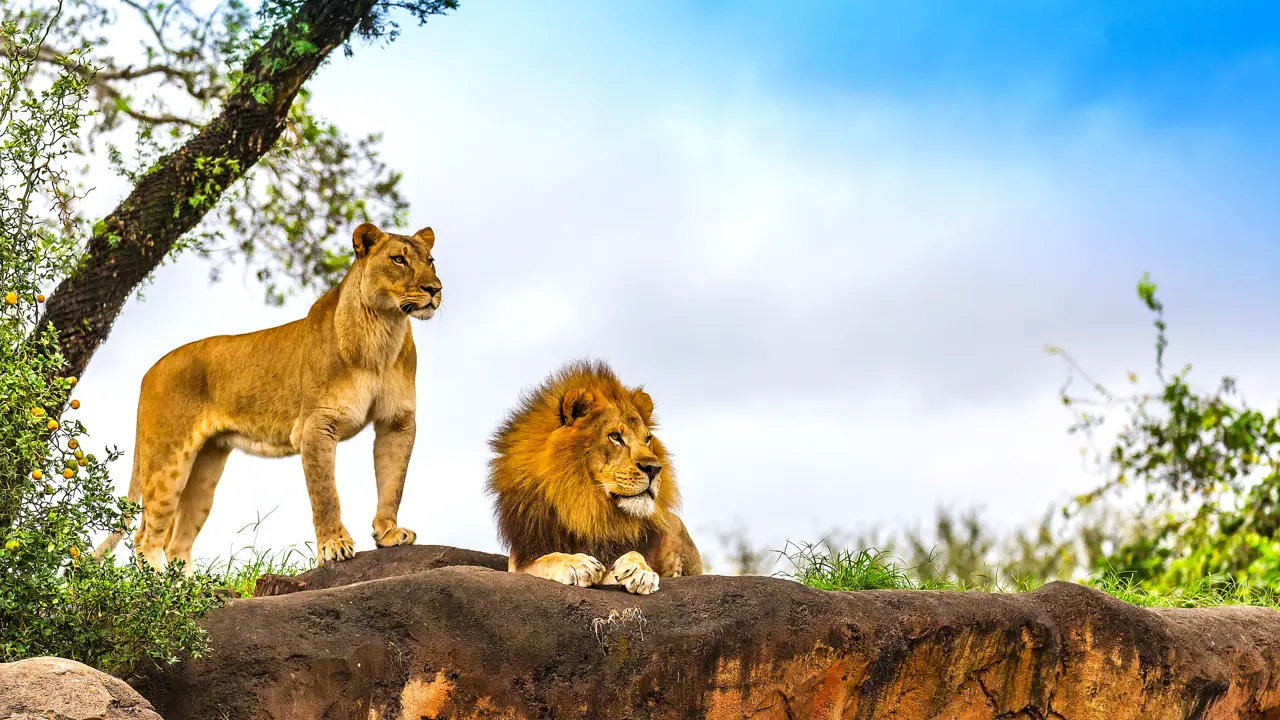 Lions, Kruger National Park