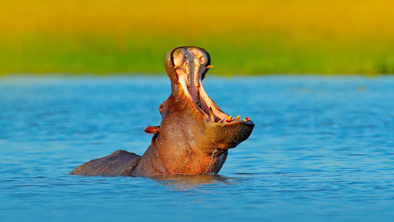 Sh 1061441501 Hippo Kruger National Park