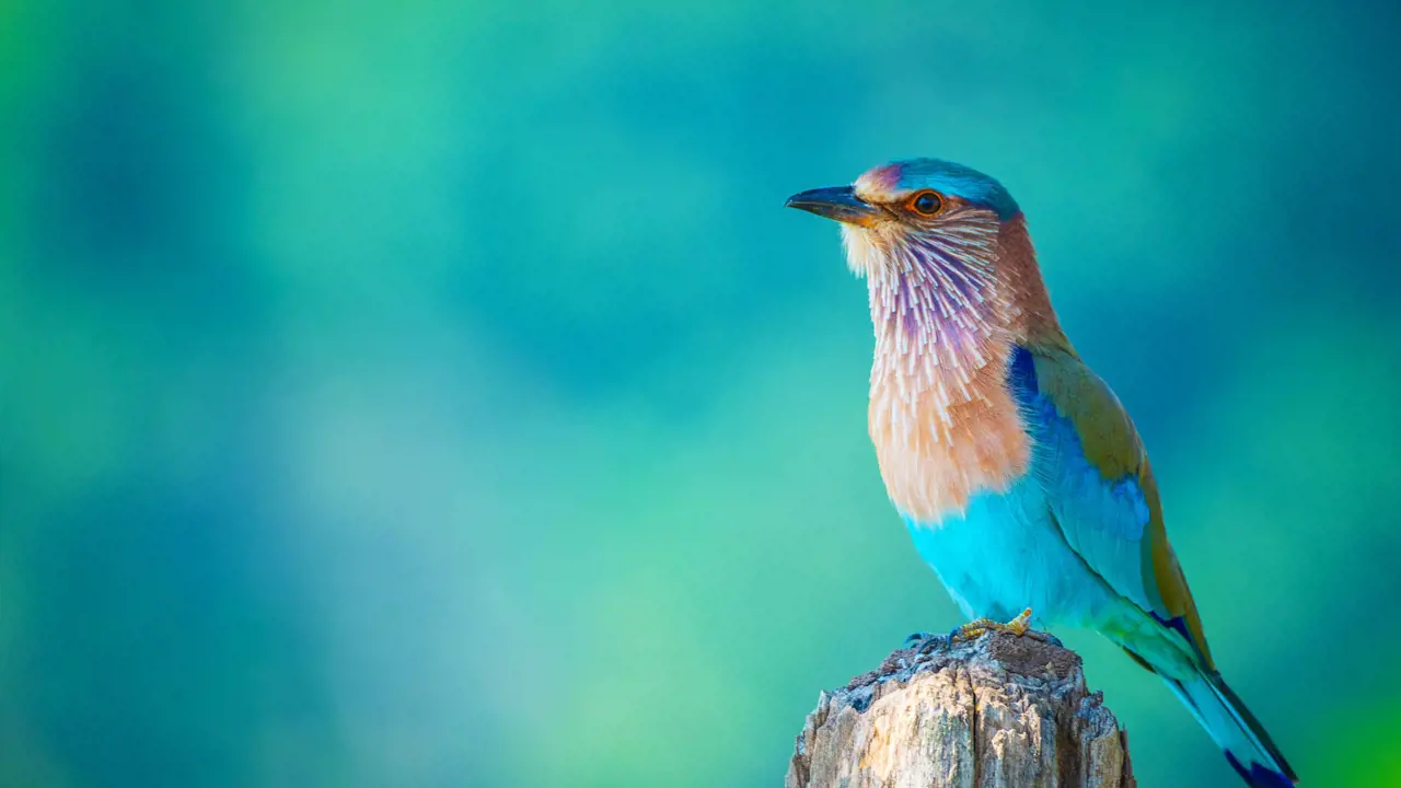 Indian Roller, Pench National Park