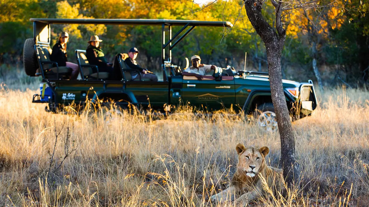 Safari Plains Safari Experience Lion in the plains