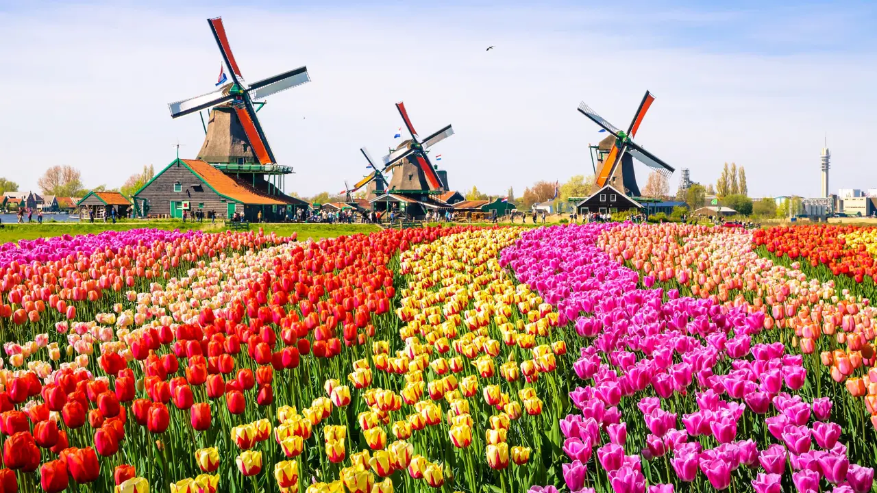 Landscape with tulips, traditional dutch windmills and houses near the canal in Zaanse Schans, Netherlands, Europe