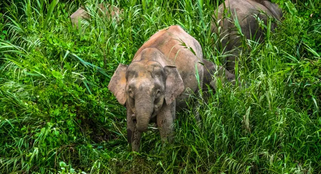 Pygmy Elephant, Borneo 