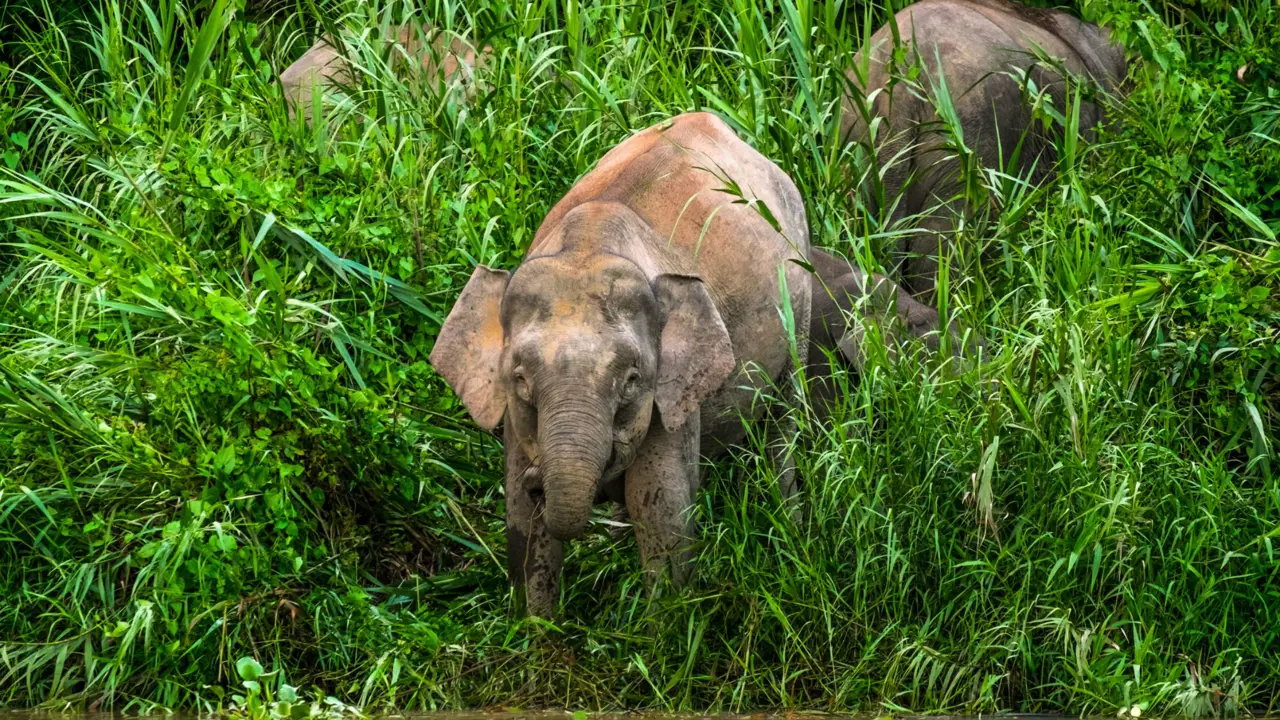 Pygmy Elephant, Borneo 