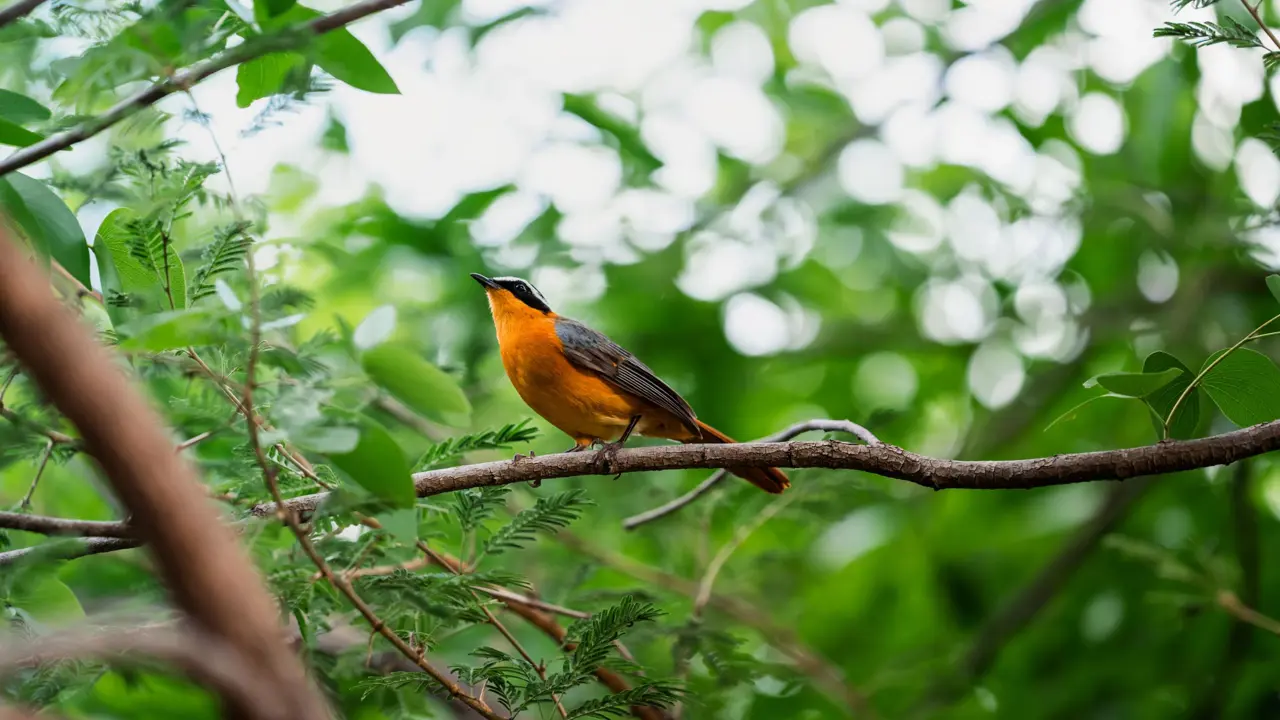 Chobe Bush Lodge Birds White Browed Robin Chat 1