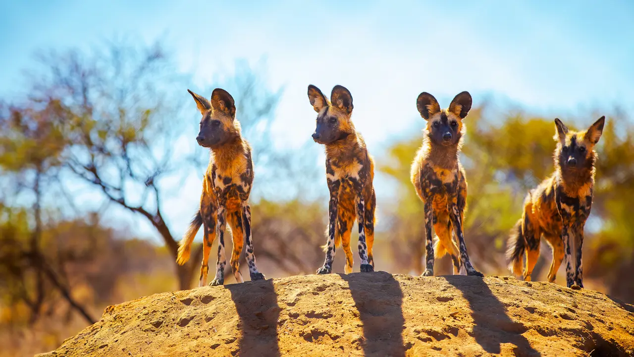 Painted Dogs, Hwange, Zimbabwe