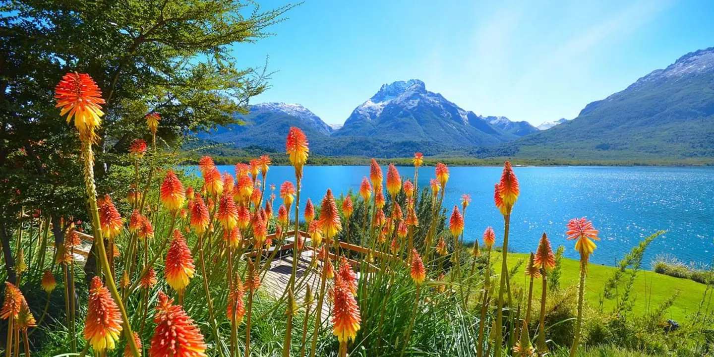 Flowers By The Mascardi Lake At Bariloche In The Nahuel Huapi National Park Patagonia Argentina