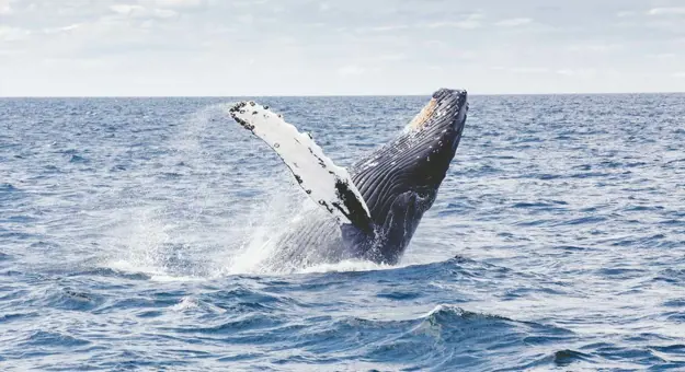 Humpback Whale