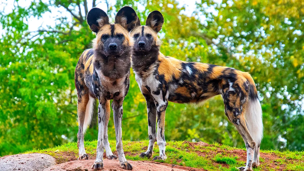 Painted Dogs, Hwange National Park