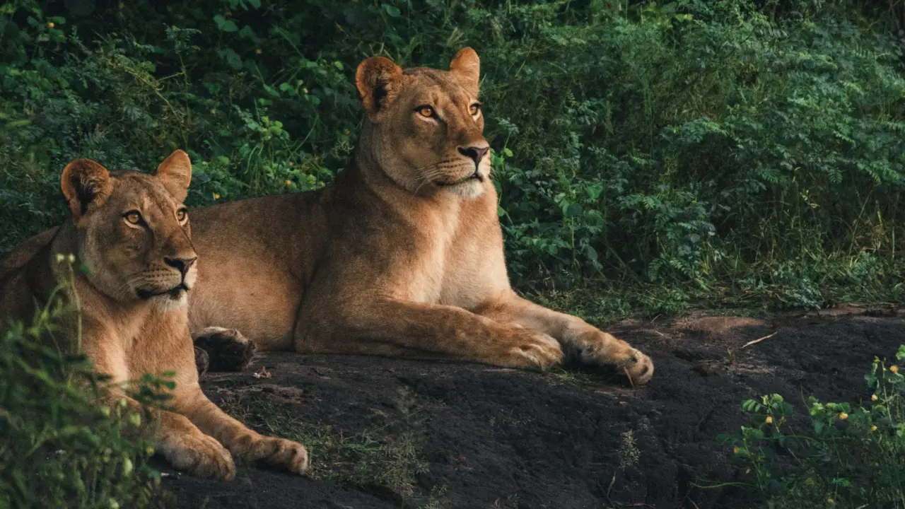 Chobe Game Drive Scenes 11