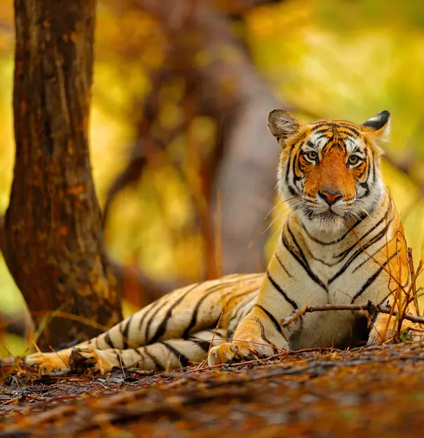 1920 Sh 753506305 Tiger Ranthambore National Park