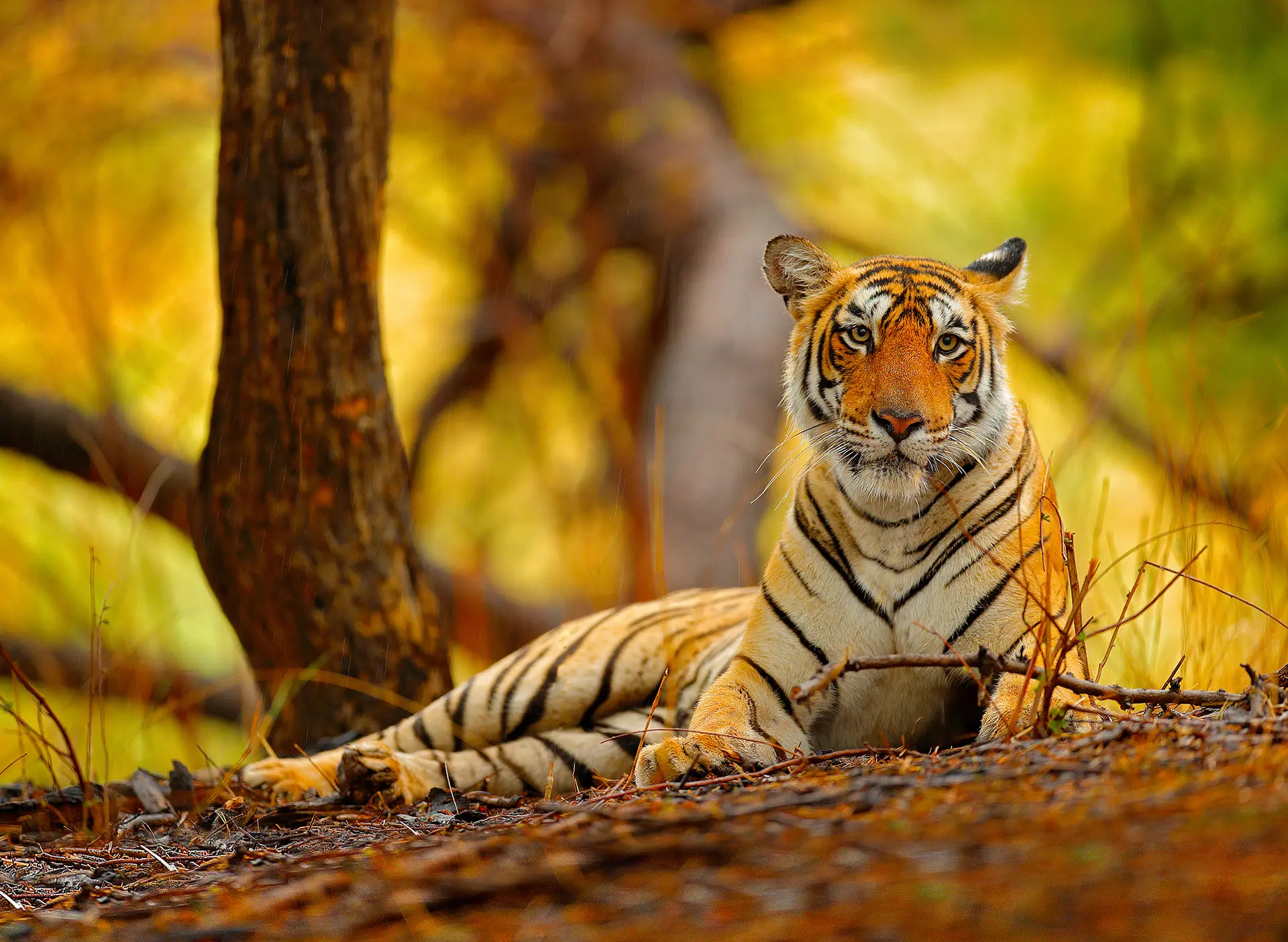 1920 Sh 753506305 Tiger Ranthambore National Park