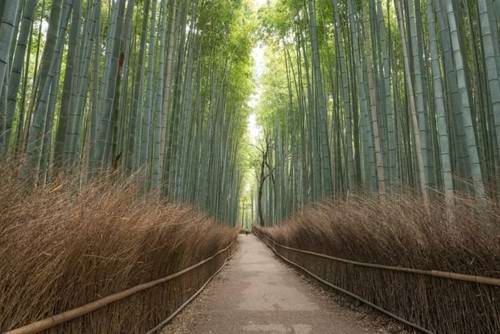 Wander through Arashiyama Bamboo Forest