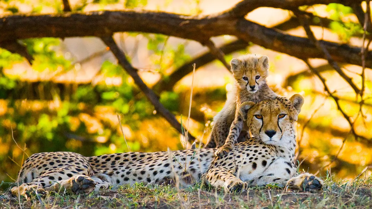  Cheetah In Kenya